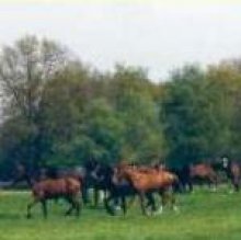   Camping Het Koningsdiep, Ureterp, Friesland